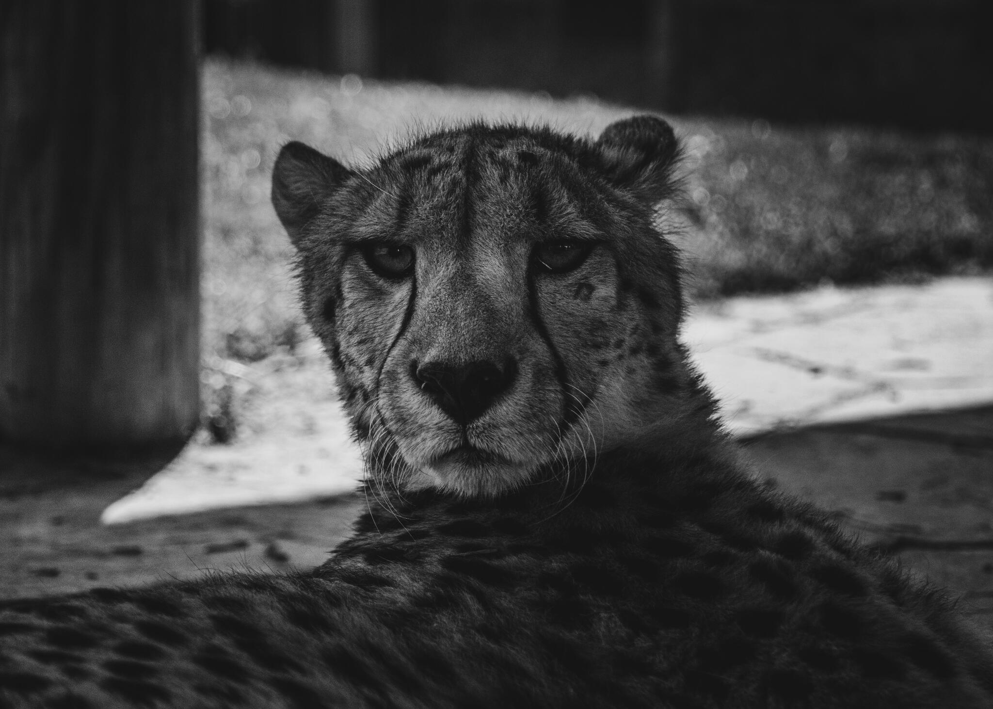 Cheetah